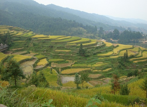 terrasses rizières