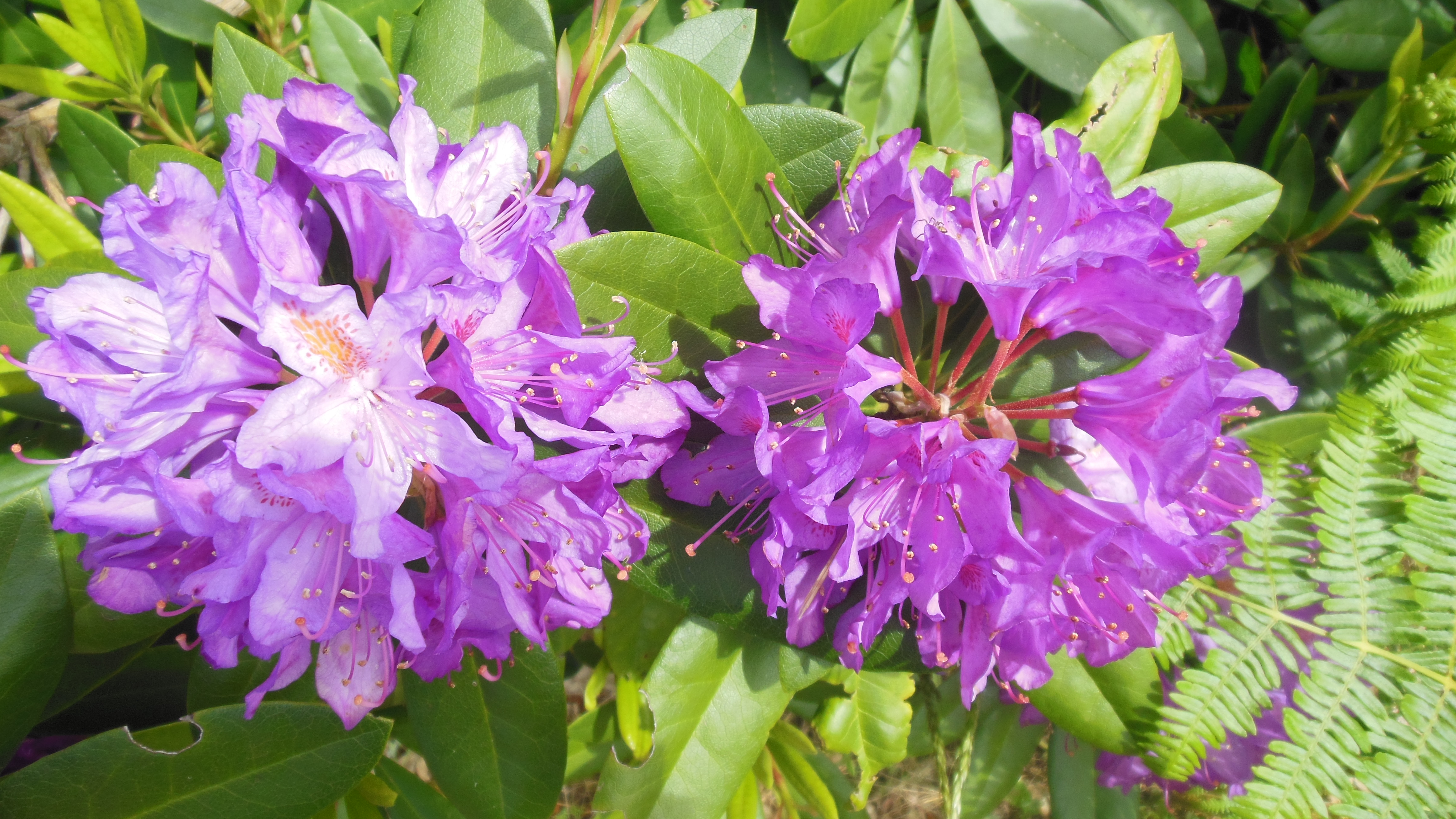 13 rhododendrons