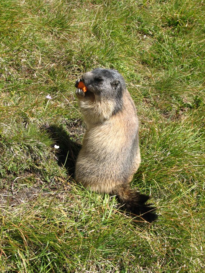 36-ter-marmotte