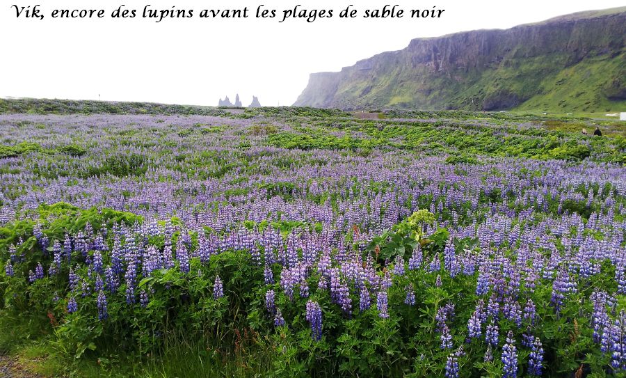 19 lupin plage sable noir